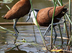 Jacana à poitrine dorée