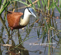 African Jacana