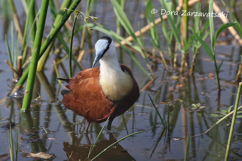 Jacana à poitrine doréeadulte