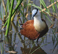 African Jacana