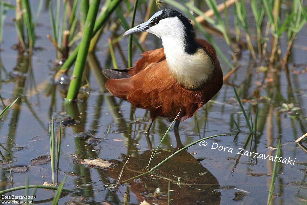 Jacana à poitrine doréeadulte nuptial, portrait