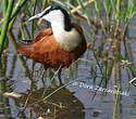 Jacana à poitrine dorée