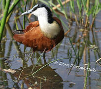 Jacana à poitrine dorée