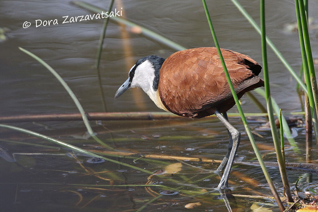 Jacana à poitrine doréeadulte