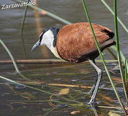 Jacana à poitrine dorée