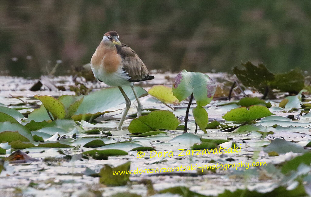 Jacana bronzésubadulte, identification