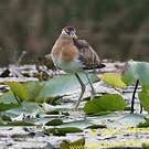 Jacana bronzé
