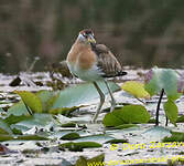 Jacana bronzé