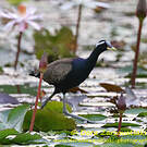 Jacana bronzé