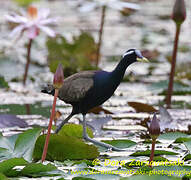 Jacana bronzé