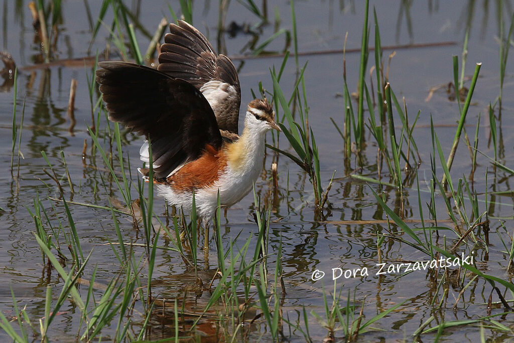 Lesser Jacanaadult