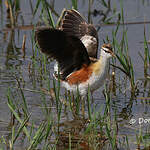 Jacana nain