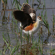 Lesser Jacana