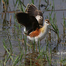 Jacana nain