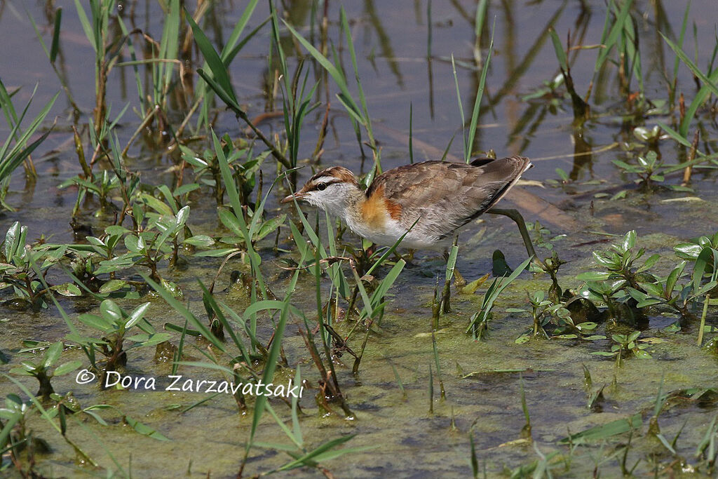 Lesser Jacanaadult, walking