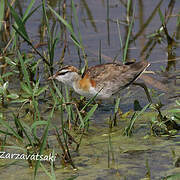 Lesser Jacana