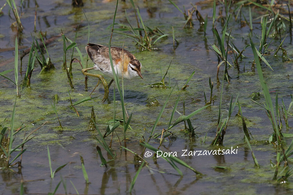 Lesser Jacanaadult, walking