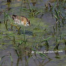 Jacana nain