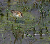 Jacana nain