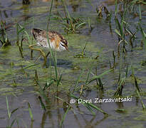 Jacana nain