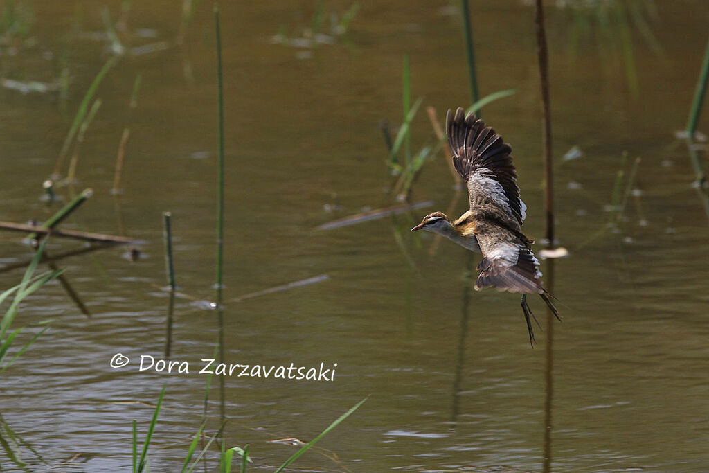 Lesser Jacanaadult, Flight