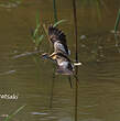 Jacana nain