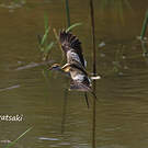 Jacana nain