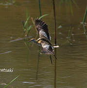 Lesser Jacana