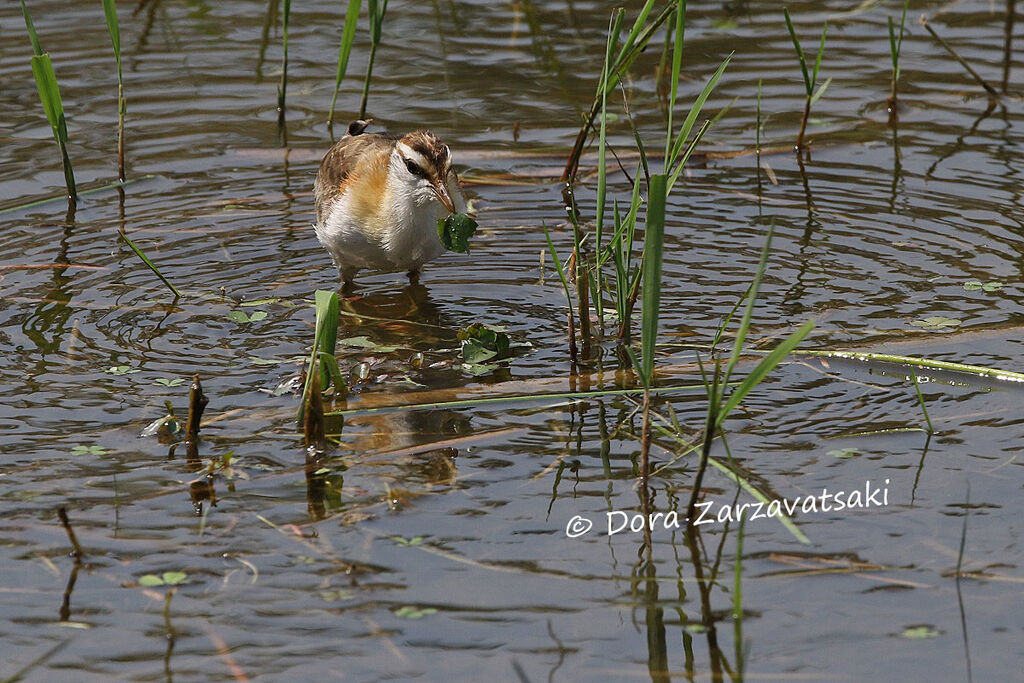 Jacana nainadulte, régime, mange