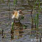 Jacana nain
