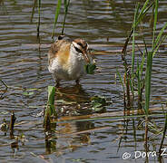 Lesser Jacana