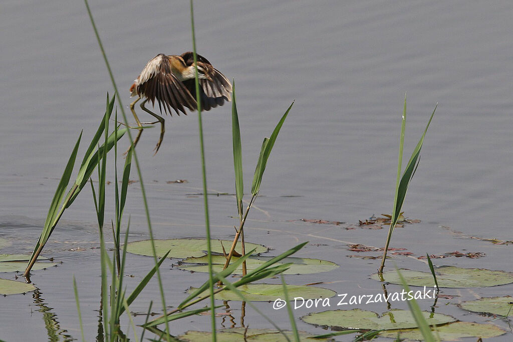 Lesser Jacanaadult, Flight