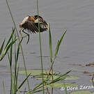 Jacana nain