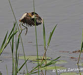 Jacana nain