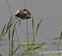 Lesser Jacana