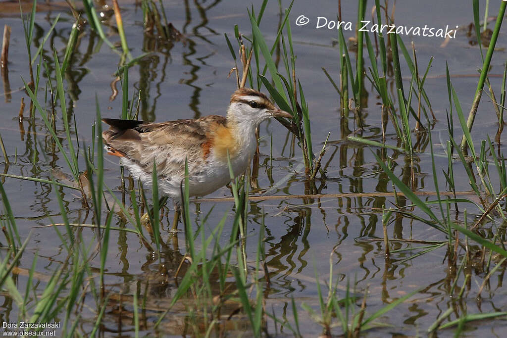 Lesser Jacanaadult, walking