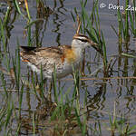 Jacana nain