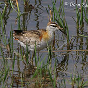 Lesser Jacana