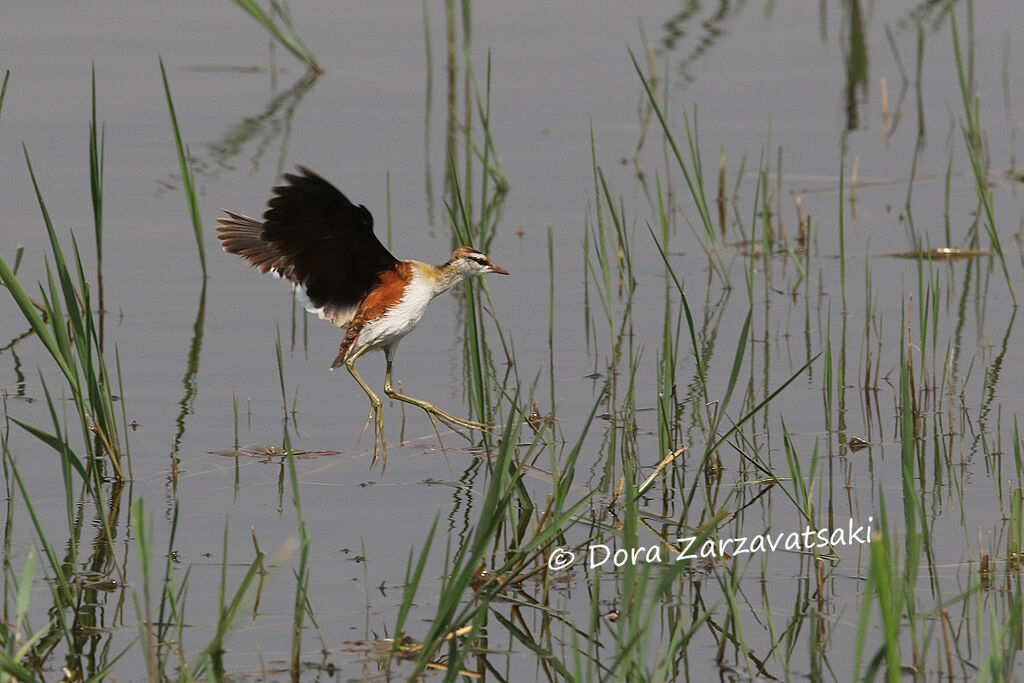 Jacana nainadulte, Vol