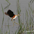 Jacana nain