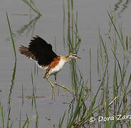 Lesser Jacana