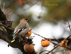 Bohemian Waxwing