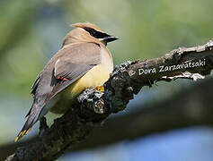 Cedar Waxwing