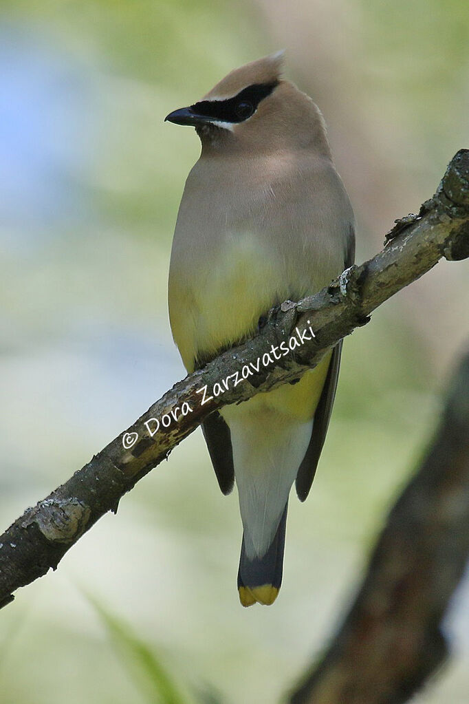 Cedar Waxwingadult