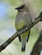 Cedar Waxwing