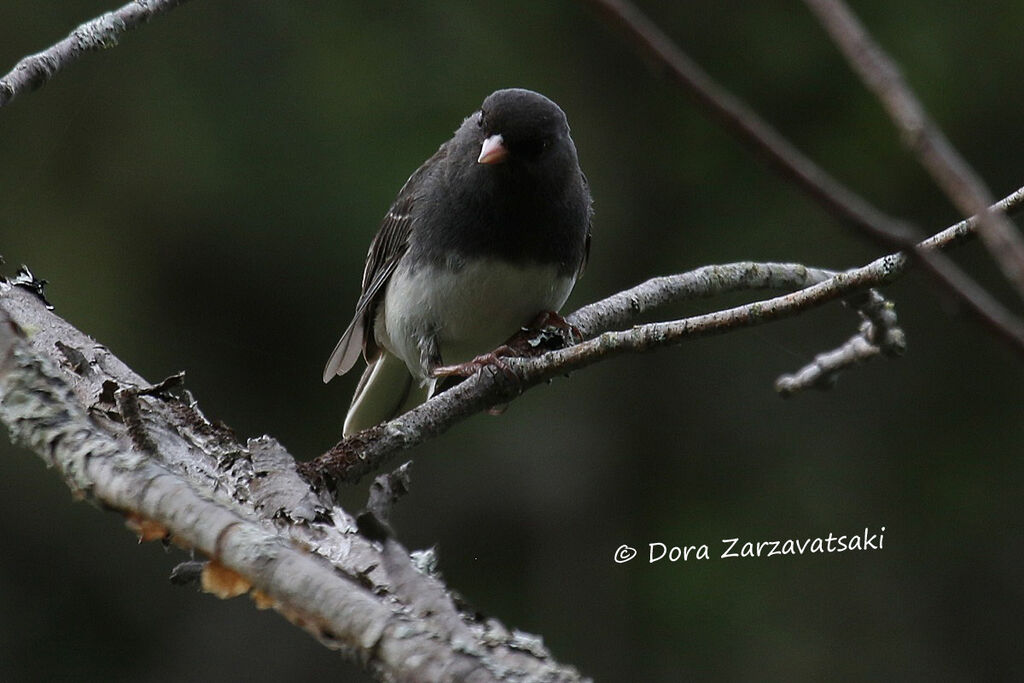 Dark-eyed Juncoadult