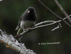 Junco ardoisé