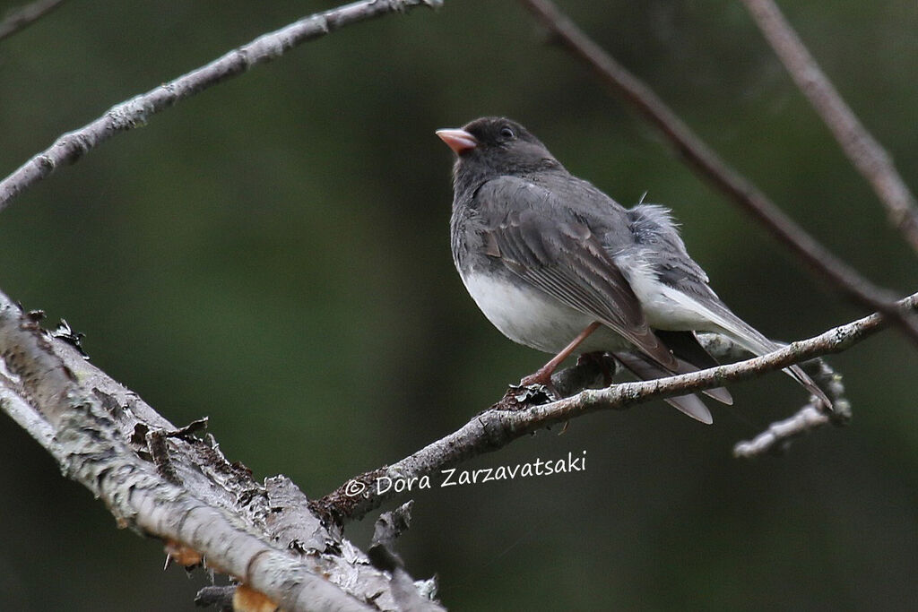 Dark-eyed Juncoadult