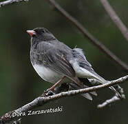 Junco ardoisé