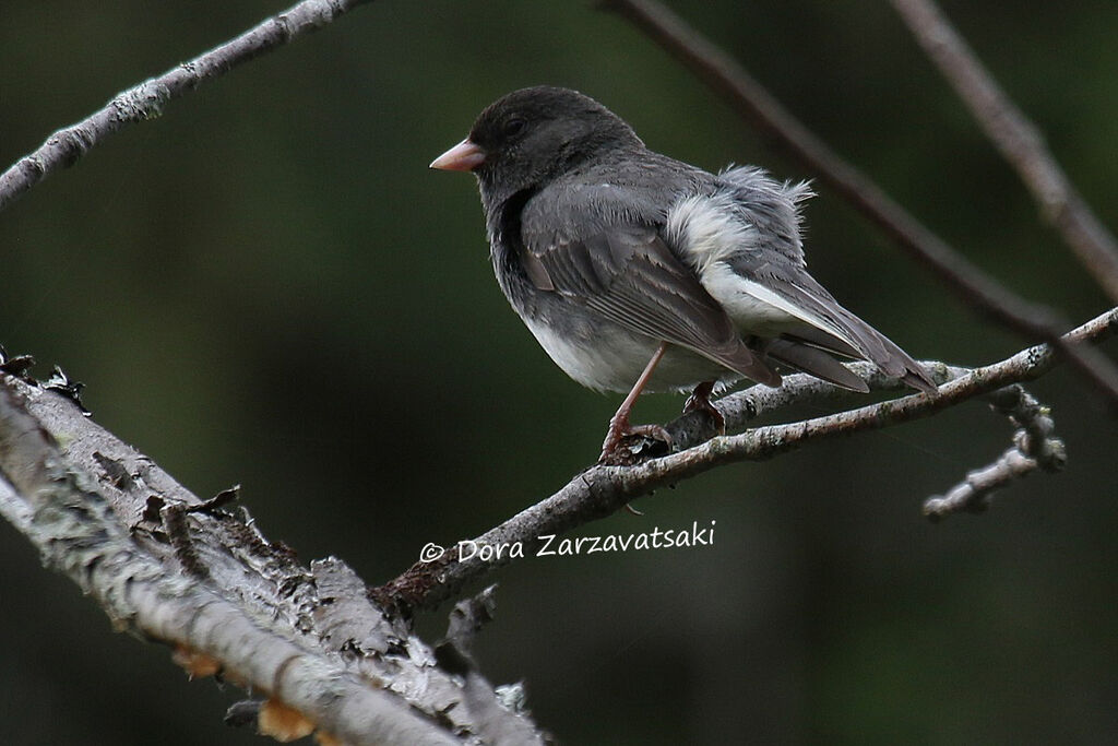 Junco ardoiséadulte